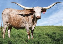 TCC ANOTHER PERFECT GIRL